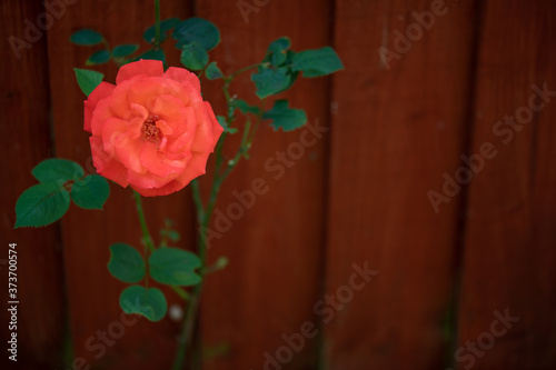 red rose on wooden texture background