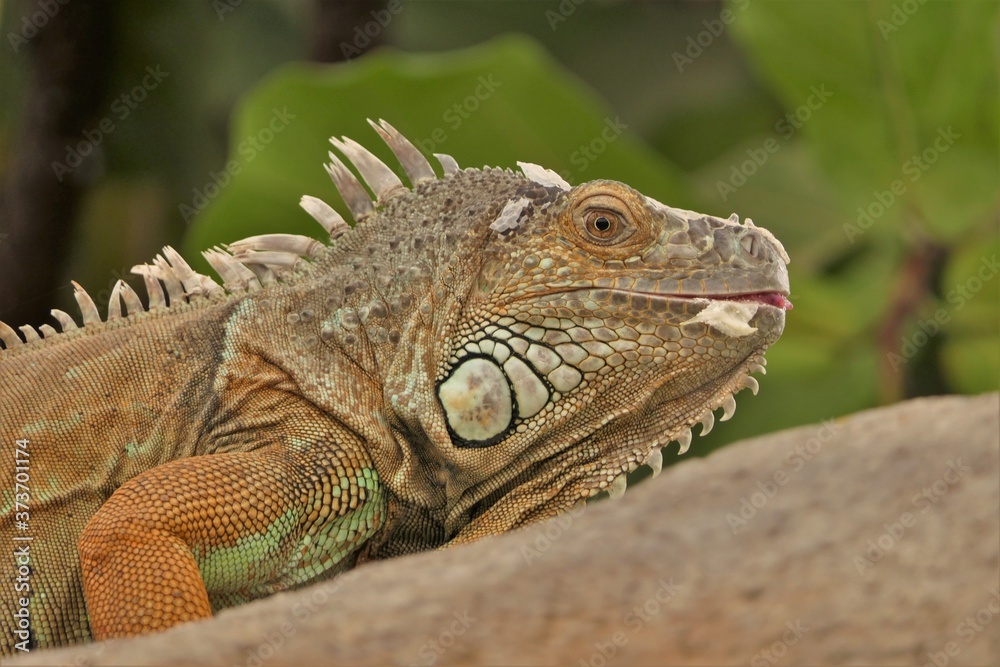 Closeup of the head of a green Iguana on a branch