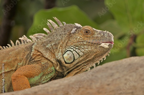 Closeup of the head of a green Iguana on a branch