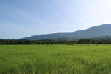 Mountain with green field 