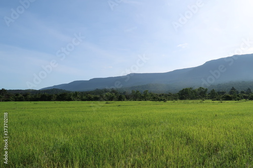 Mountain with green field 