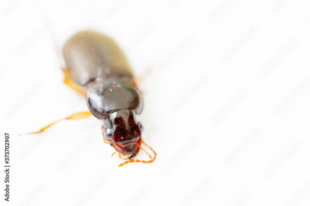Isolated beetle bug on white background Isolated beetle bug on white background
