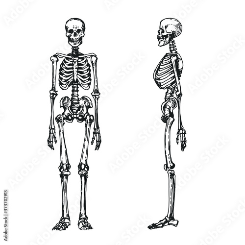 Human skeleton, skull, spine and bones. Hand drawn black and white sketch, stock vector illustration