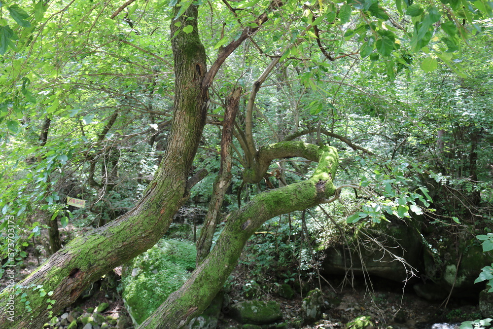 tree in the forest tree in the forest