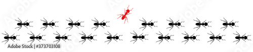 Rote Ameise bricht aus der Menge heraus und ist Individuell 