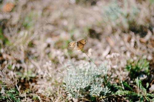 Day butterfly Satyrid or velvet  sitting in the grass. Close-up of the Satyridae butterfly on a blurred background.