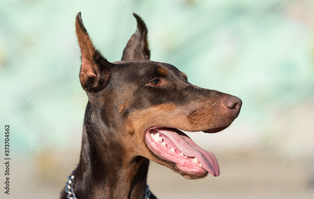 Closeup photo of a Doberman dog head