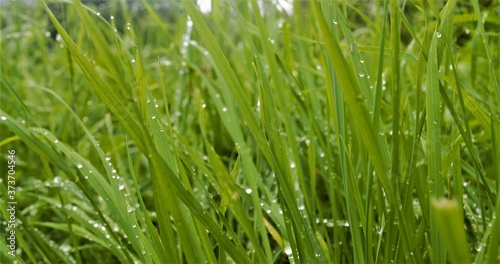  grass after rain