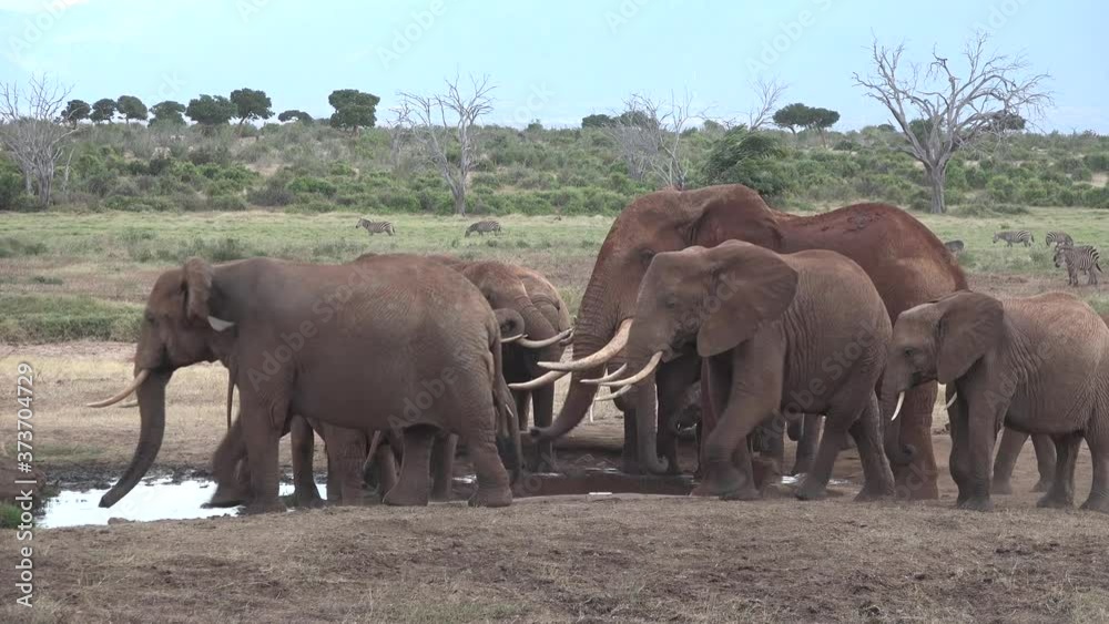 Africa. Kenya. Elephant eats grass in savannah Africa. Kenya. Elephant eats grass in savannah