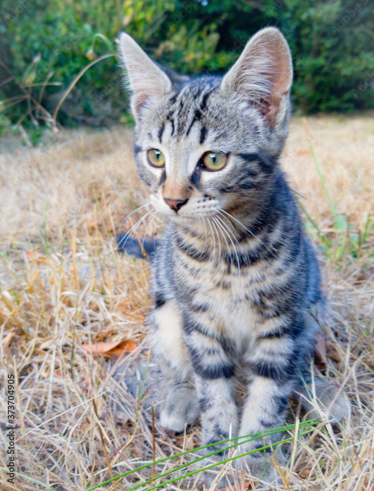 cat on the grass