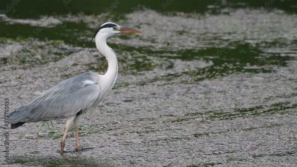 Grey heron standing majestically in river Grey heron standing majestically in river