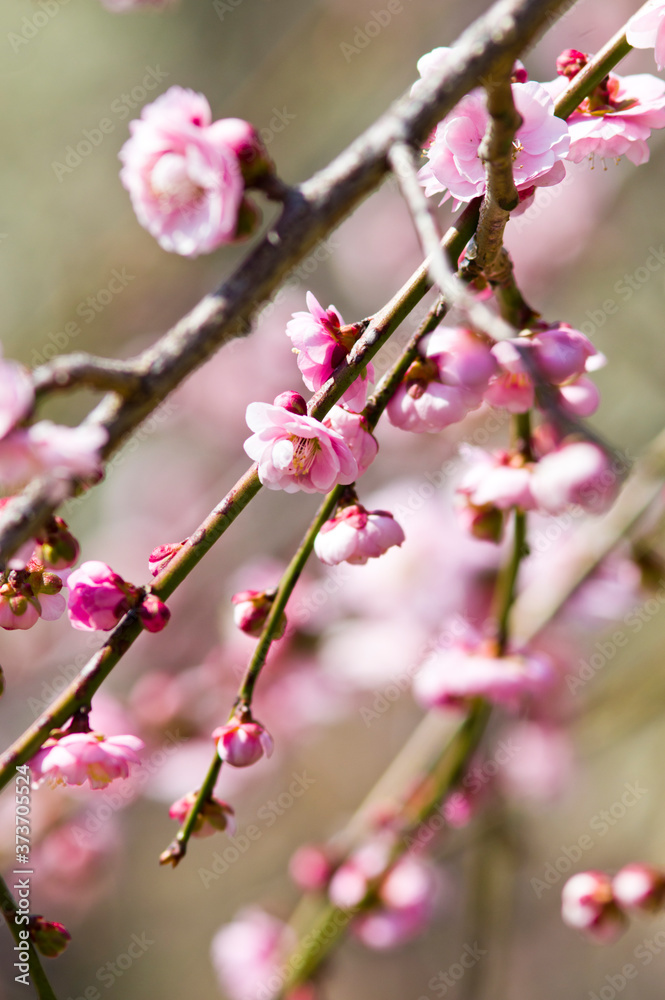 Scientific name is Prunus mume.English name is Japanese apricot. Scientific name is Prunus mume.English name is Japanese apricot.