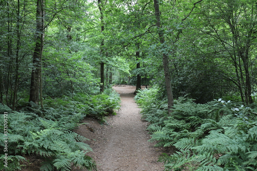 Obraz premium Beautiful green forest path with forest ferns on the sides in a green summer forest.