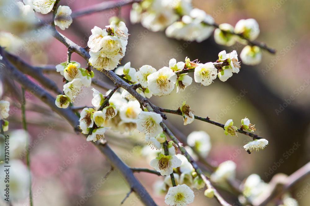 Scientific name is Prunus mume.English name is Japanese apricot. Scientific name is Prunus mume.English name is Japanese apricot.