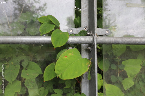 Japanese knotweed plant is proliferating behind a frame with windows.
