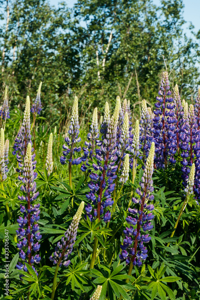 Lupine field with blue flowers at summer Lupine field with blue flowers at summer