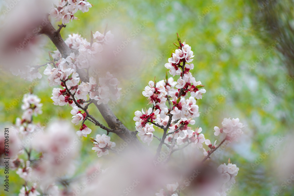 Nice white apricot spring flowers branch macro nature photography Nice white apricot spring flowers branch macro nature photography