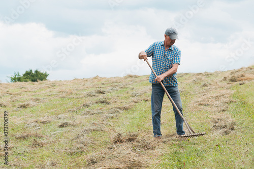 Man in a field haymaking and reaping hay by a rake