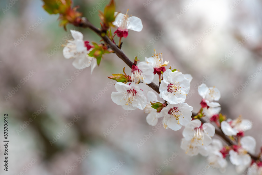 Nice white apricot spring flowers branch macro nature photography 