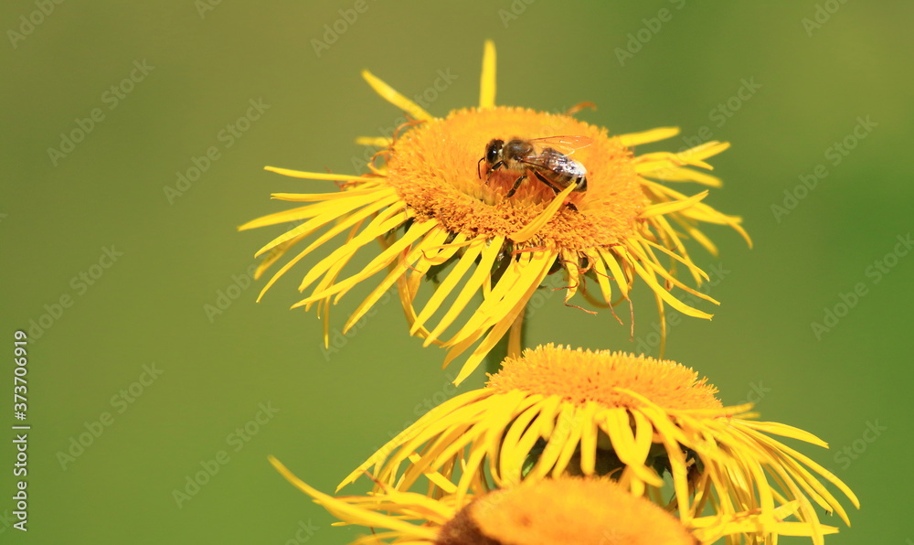 Bee pollination on yellow flower