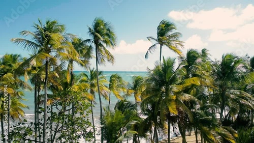 palm trees on a tropical beach