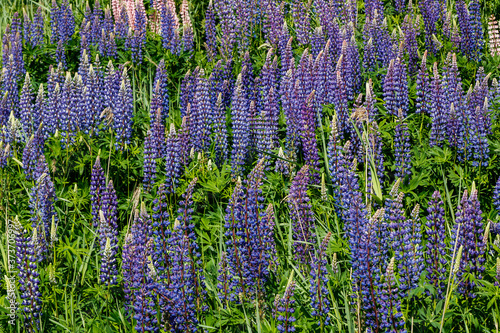 Lupine field with blue flowers at summer