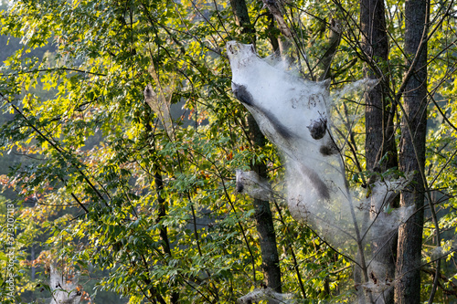 Gypsy moth nests in green trees