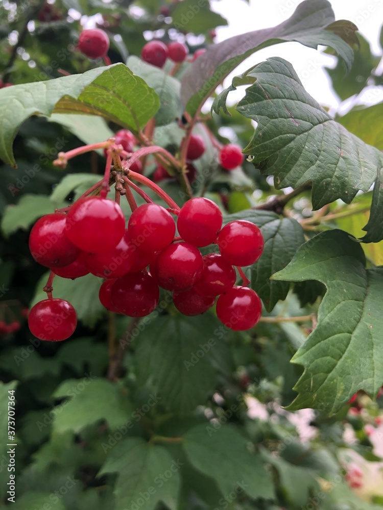 red berries on a bush red berries on a bush