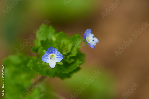 Persische Ehrenpreis (Veronica persica)  photo