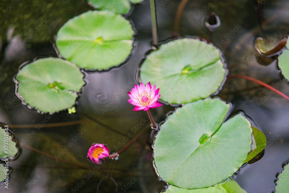 blooming pink lotus in the pond