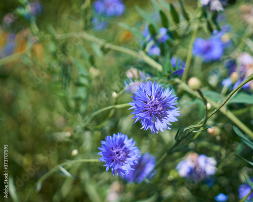 Closeup of blooming cornflowers with a beautiful intense blue colour