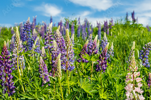 Fototapeta Naklejka Na Ścianę i Meble -  Lupine field with blue flowers at summer