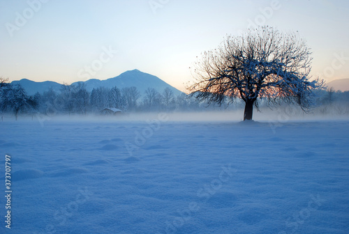 Fotografiet tree in the snow
