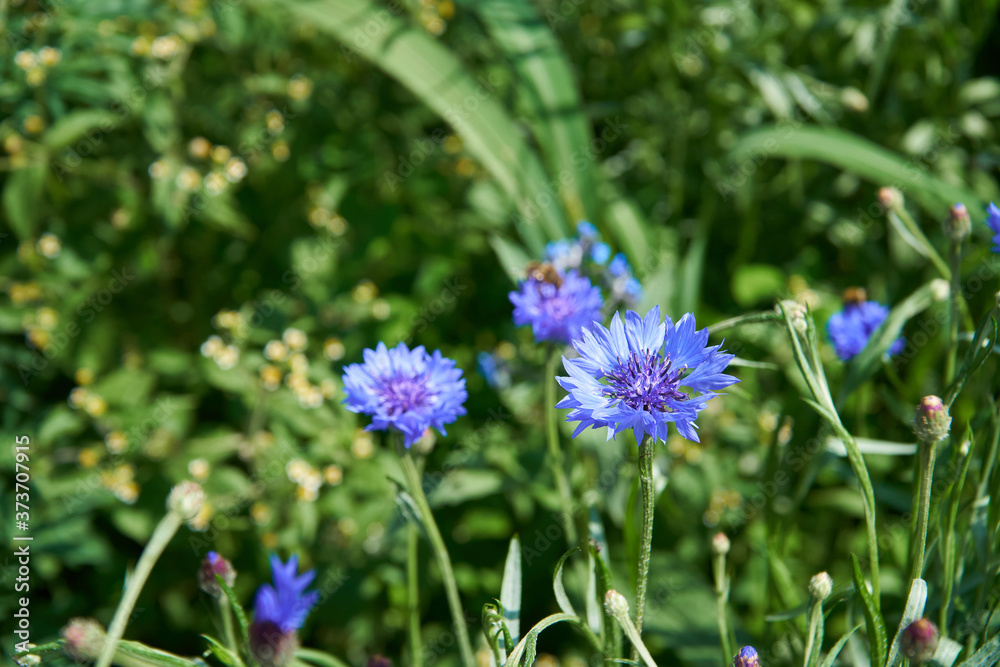 Closeup of cornflowers with a beautiful intense blue colour Closeup of cornflowers with a beautiful intense blue colour