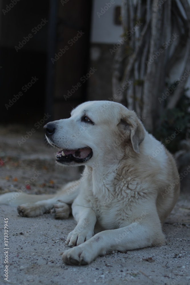 Beautiful white and cream mastiff dog Beautiful white and cream mastiff dog