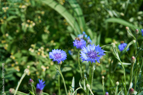 Closeup of cornflowers with a beautiful intense blue colour