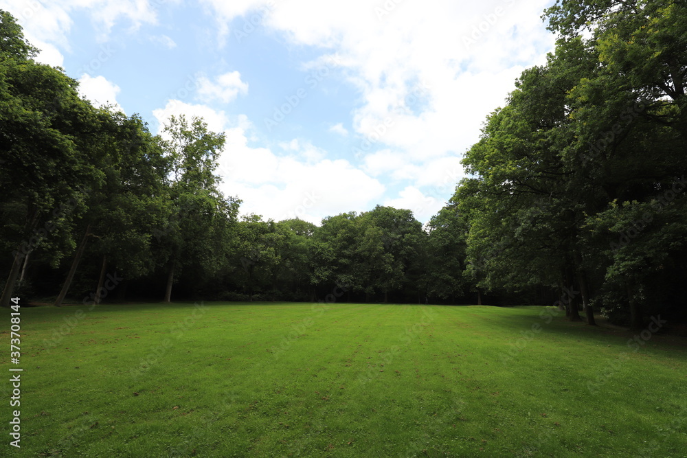 Beautiful blue sky over a Dutch meadow with forest edge.