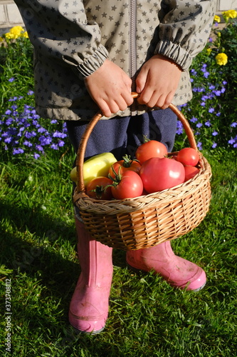Close up shot of the impersonal kid in the pink rubber boots keeping the basket of the tomatoes in front of his © Olivia Rich