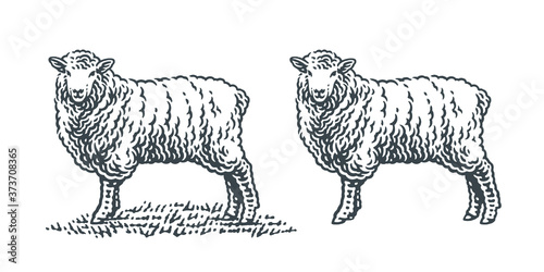 Sheep standing on a grass. Hand drawn engraving style illustrations. Etched vector illustration.