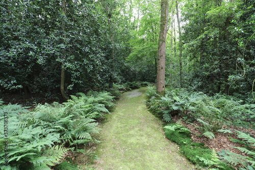 Beautiful green forest path with forest ferns on the sides in a green summer forest.