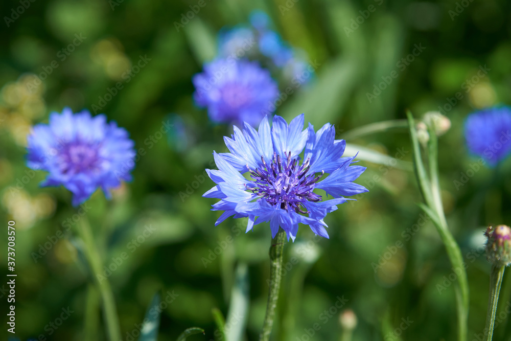 Closeup of a blooming cornflower with a beautiful intense blue colour Closeup of a blooming cornflower with a beautiful intense blue colour