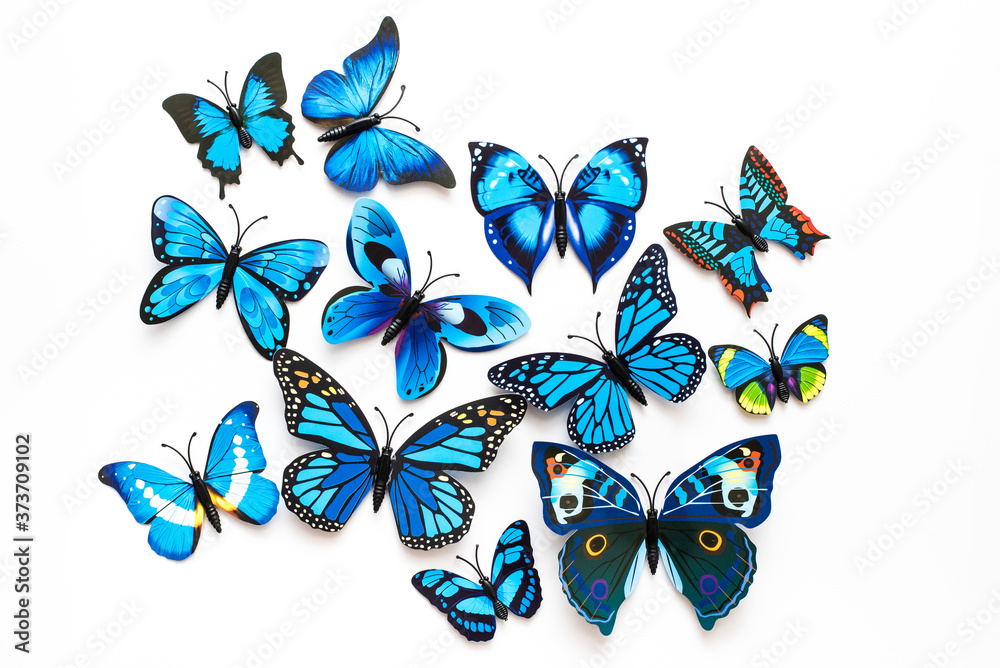 Niebieskie motyle na białym tle - obrazy, fototapety, plakaty 