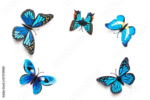 Obraz Niebieskie motyle na białym tle
