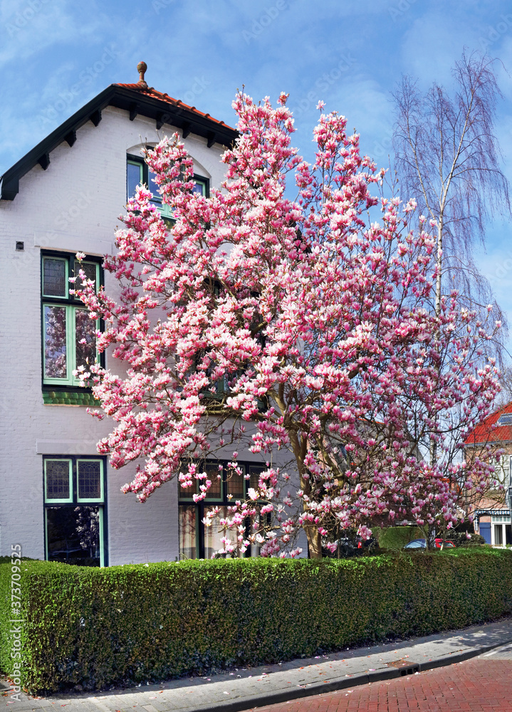 Flowering Magnolia tree in early spring in a residential area in the Netherlands