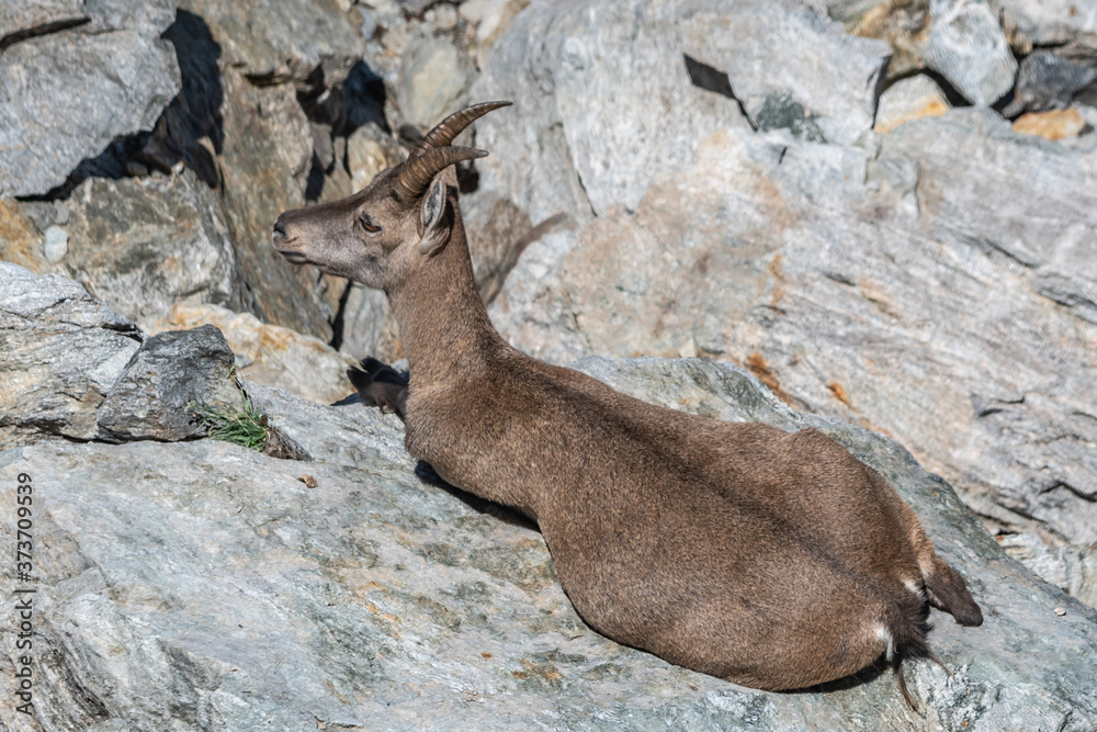 Bouquetin dans les Alpes