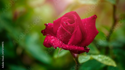 Dark red rose on a dark green background in the rays of the setting sun.