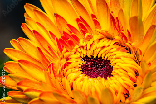 close up of orange gerbera flower