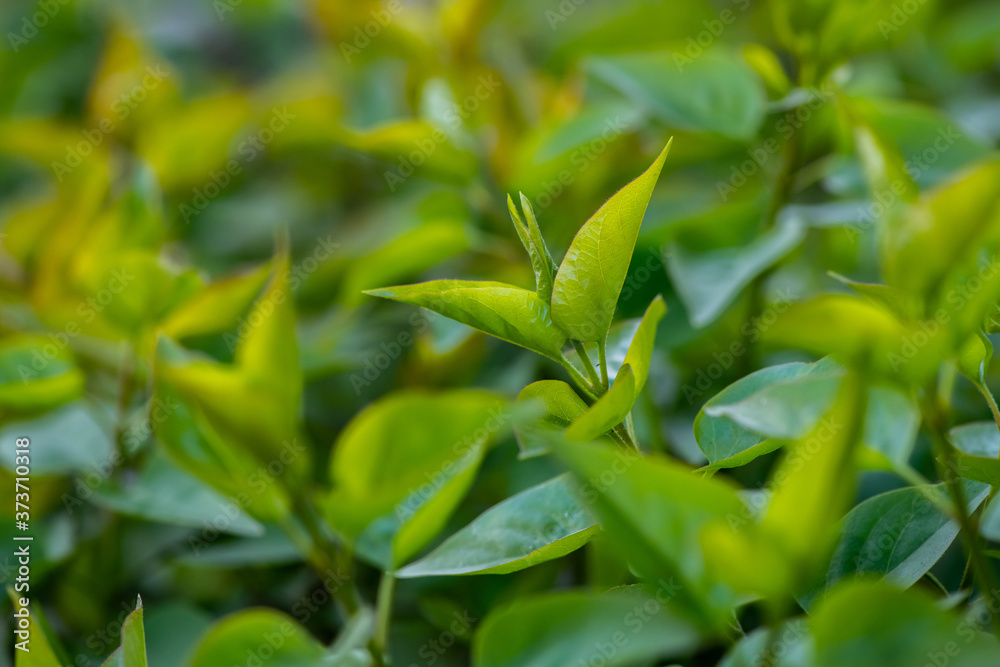 Spring collection of nature awakening green leaves abstract background