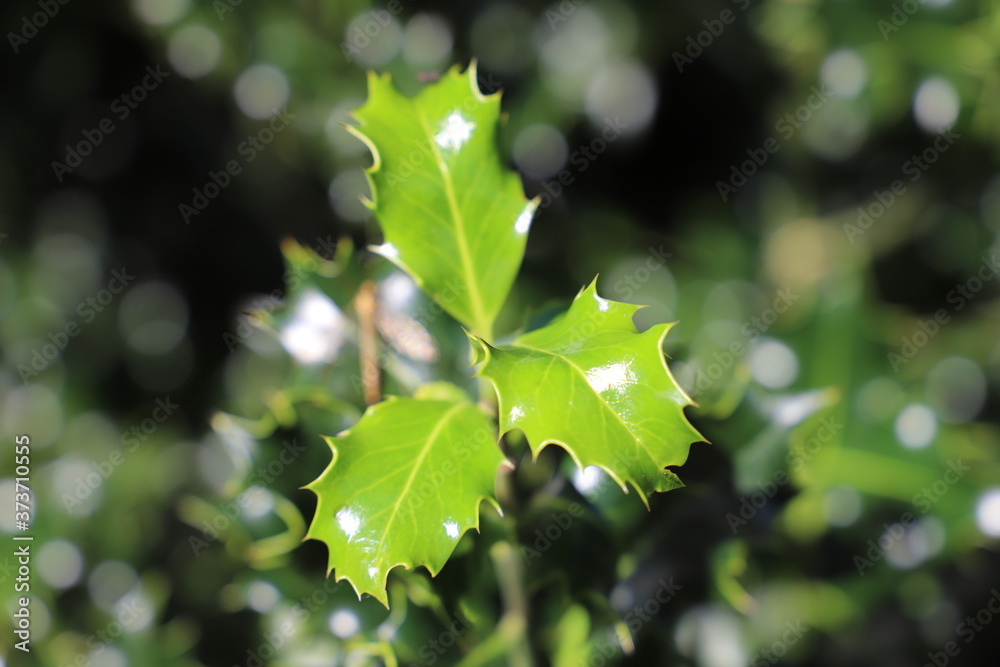 Beautiful green young holly leaves illuminated by summer light. Beautiful green young holly leaves illuminated by summer light.