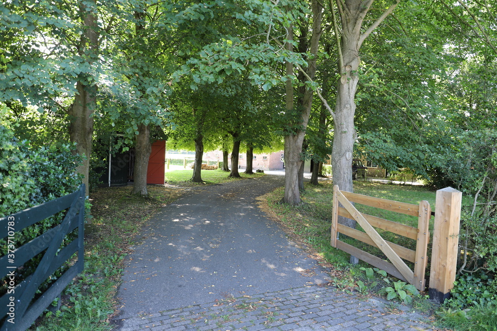 Looking down a beautiful farm entrance driveway lined by green trees. Wooden fence on both sides of road. Beautiful summer scenery. Nice day in the Netherlands. Looking down a beautiful farm entrance driveway lined by green trees. Wooden fence on both sides of road. Beautiful summer scenery. Nice day in the Netherlands.